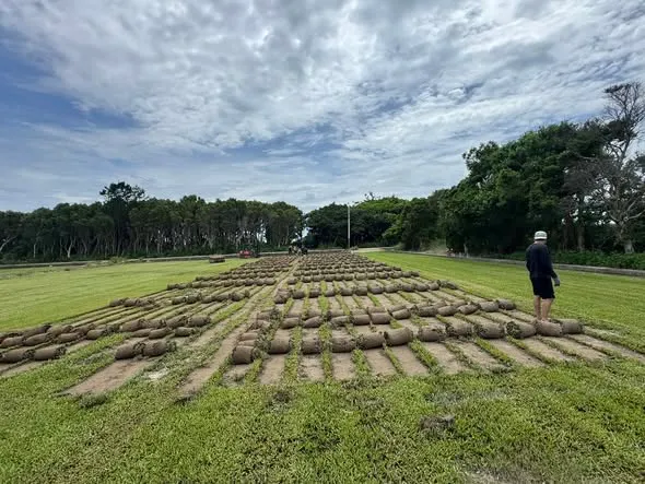 彰化公共工程大面積草皮鋪設施工