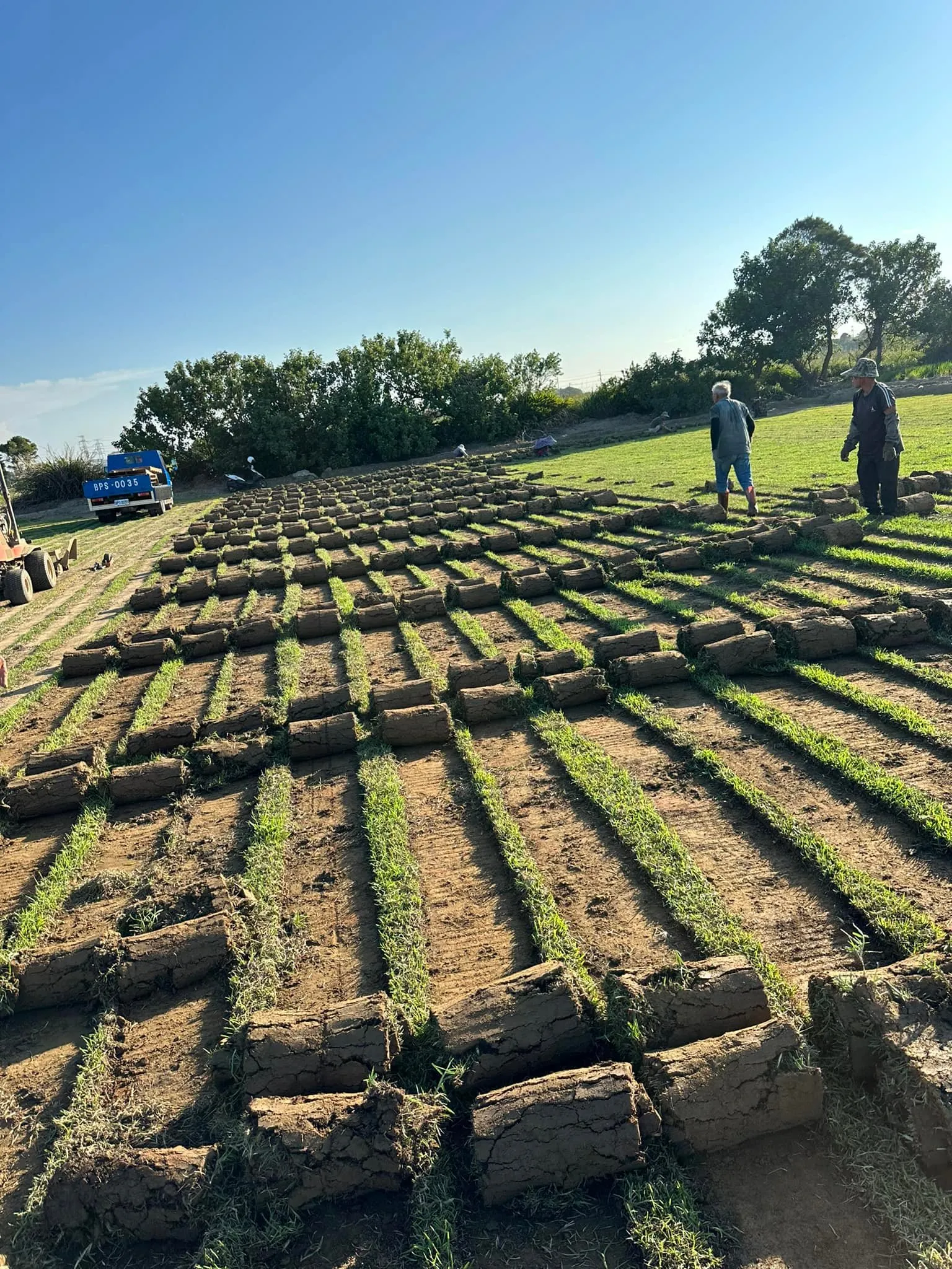 別墅斜坡鋪設假儉草捲施工中
