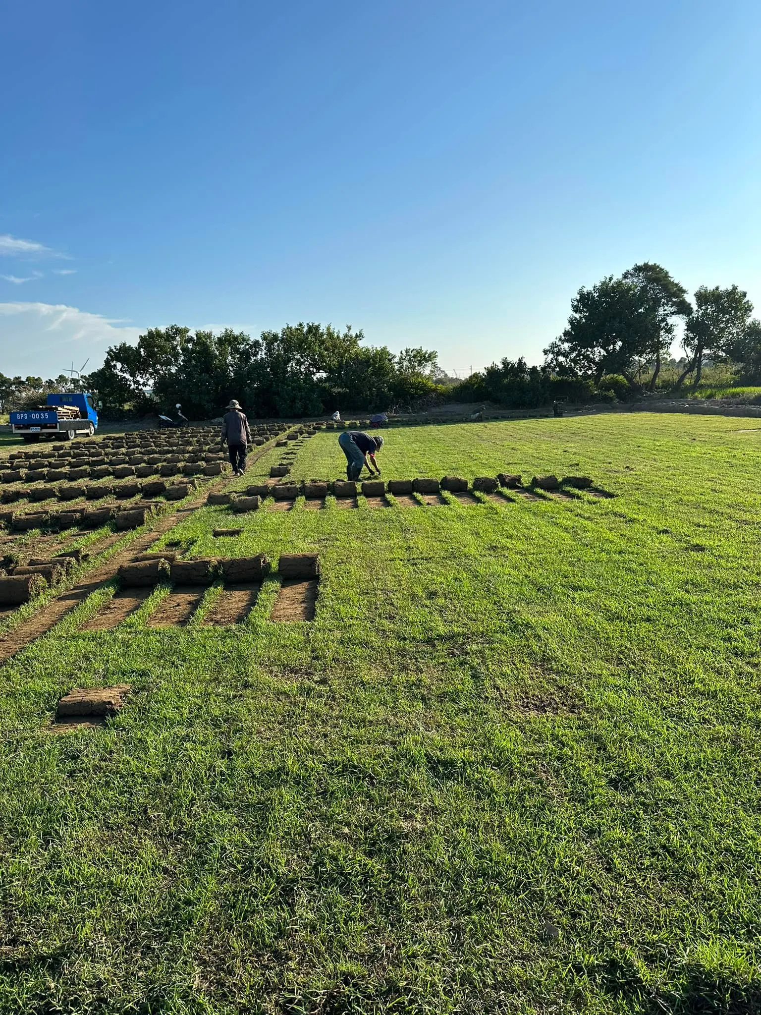 假儉草捲鋪設中工人整地作業