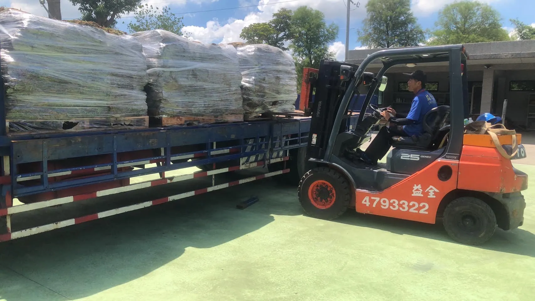 堆高機卸載草皮捲準備鋪設