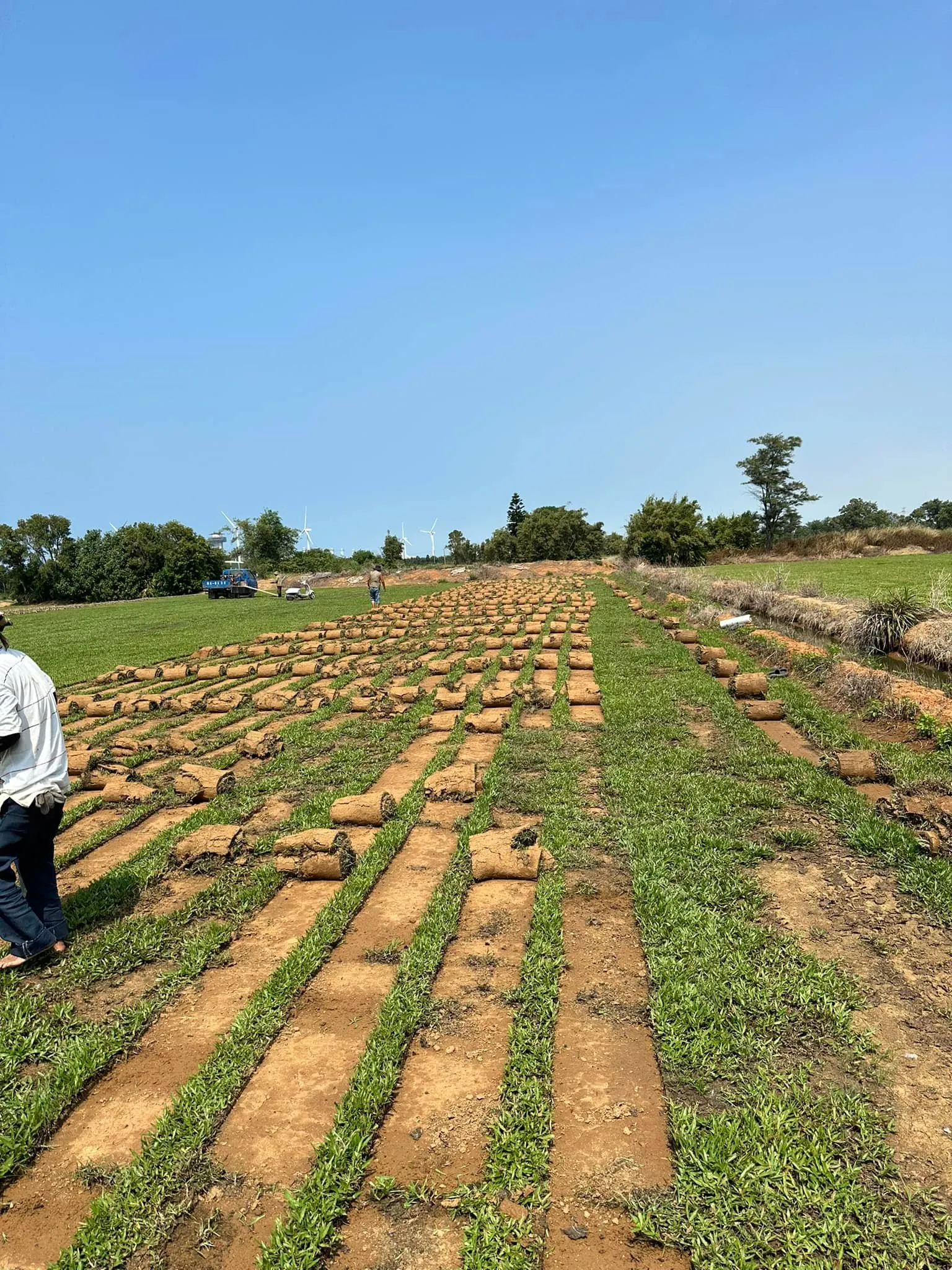 建案基地草皮分區鋪設中