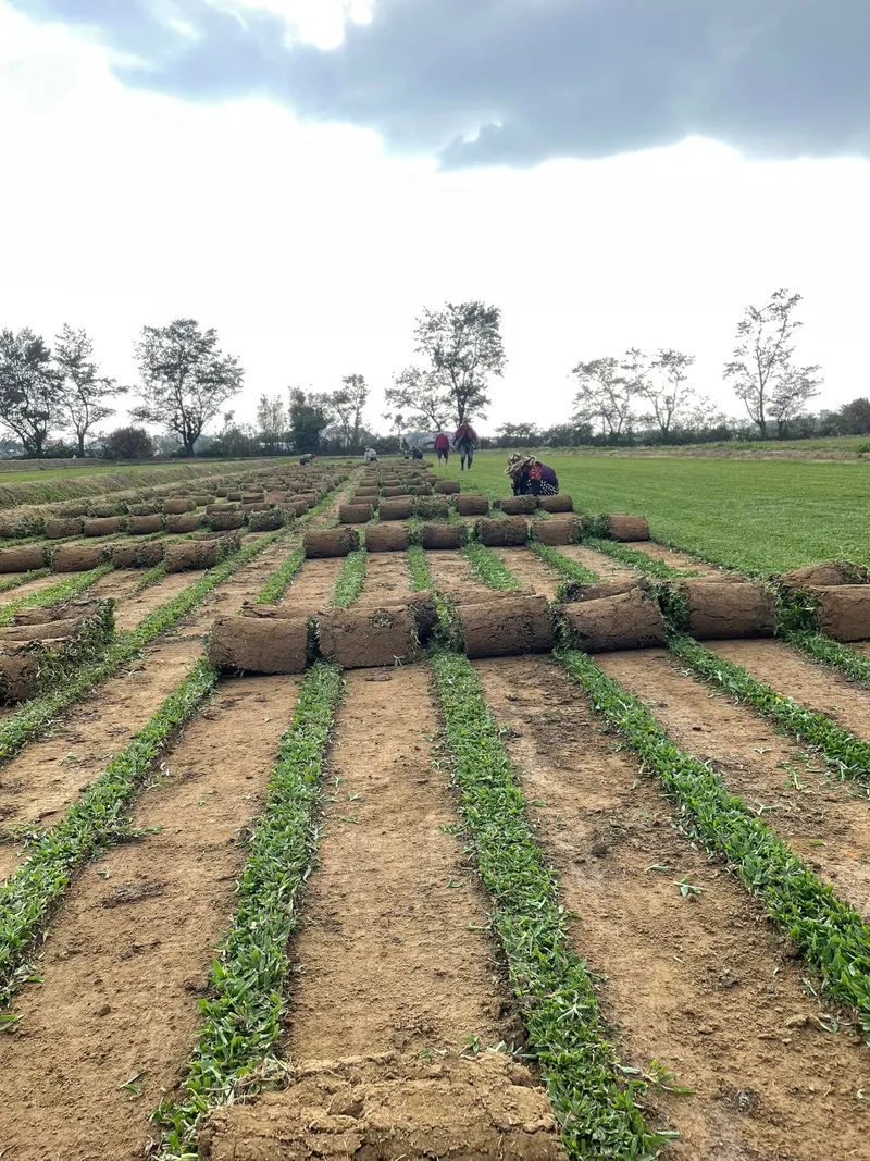 景觀工程前 — 草皮採收與整地準備
