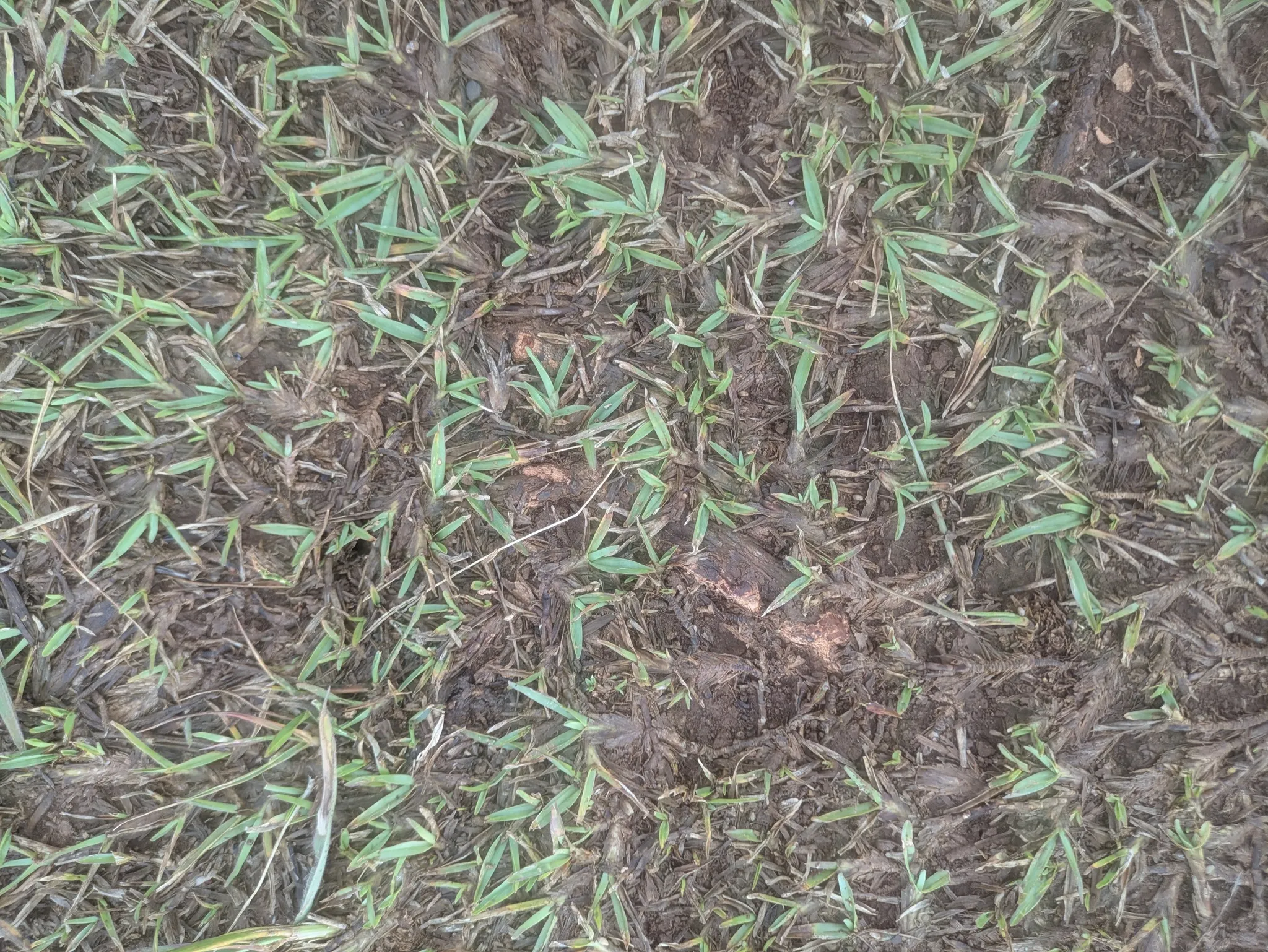 馬尼拉草草皮特寫