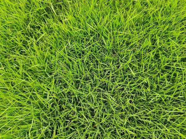 台北草草皮近拍，葉片精緻柔軟
